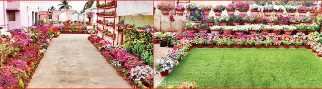 ଛାତ ବଗିଚାରେ ଶହେ ପ୍ରଜାତିର ଗଛ, ମାଳି ଅମିୟଙ୍କ ହାତର ଯାଦୁ