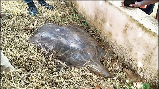 ୭୧ କେଜିର ବାଲି କଇଁଛ ଉଦ୍ଧାର, ମହାନଦୀରେ ଛଡ଼ାଗଲା