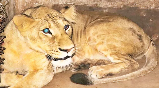 ପ୍ରଥମ ପ୍ରସବ ଯନ୍ତ୍ରଣା ଭୋଗୁଛି ‘ବିଜ୍‌ଲି’, ଗର୍ଭରେ ସିଂହ ‘ସମ୍ରାଟ୍‌’ର ଔରସ