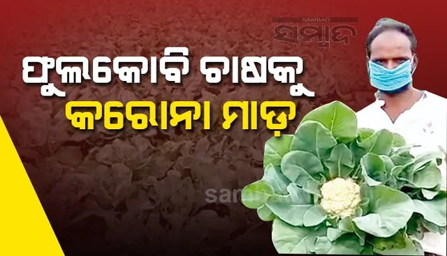 କନ୍ଧମାଳ ଦେଶୀ ଫୁଲକୋବି ପ୍ରତି ମୁହଁ ଫେରାଉଛନ୍ତି ଚାଷୀ