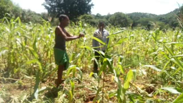 ହାତୀ ଦଳିଦେଲେ ଏକର ଏକର ମକା ଫସଲ