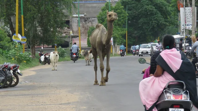 ଗାଁ ଗାଁ ବୁଲି ମାଲିକକୁ ଖୋଜୁଛି ଓଟ