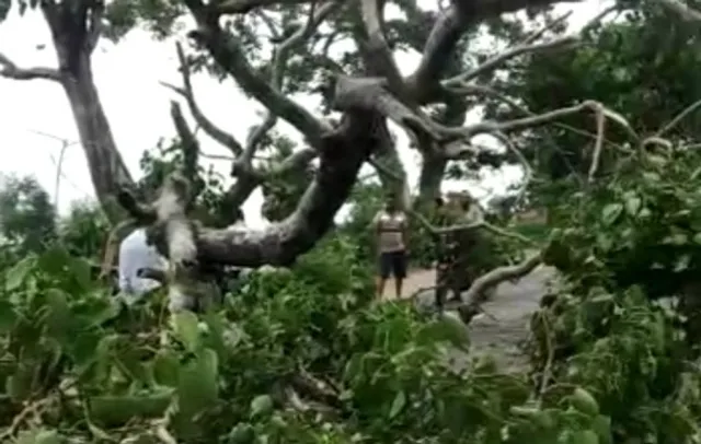 ବିରାଟ ଗଛ ପଡ଼ି ରାସ୍ତା ଅବରୋଧ, ୪ ଘଣ୍ଟା ପରେ ହଟିଲା