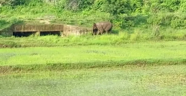 ଚାଷ ଜମିରୁ ହାତୀ ଛୁଆର ମୃତଦେହ ଉଦ୍ଧାର