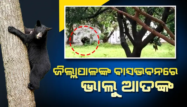 ନୂଆପଡ଼ା ଜିଲ୍ଲାପାଳଙ୍କ ସରକାରୀ ବାସଭବନରେ ଭାଲୁ ଆତଙ୍କ