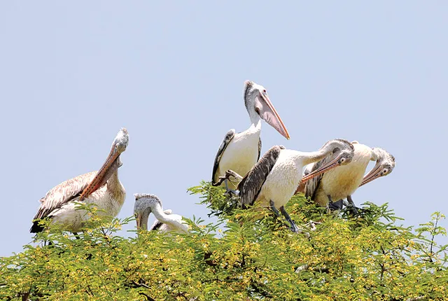 ଚନ୍ଦକାରେ ବହିରାଗତ ପକ୍ଷୀଙ୍କ ପ୍ରଜାତି ବଢ଼ିଲା, ସଂଖ୍ୟା ଛିଡ଼ିଲା: ୨୭ ଆସୁଥିଲେ, ୫୭ ଆସିଛନ୍ତି