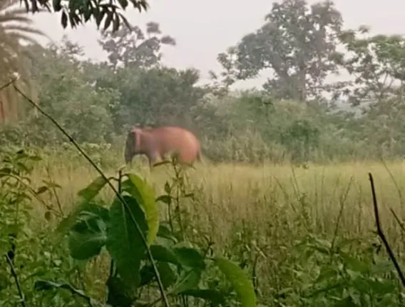 ଦୁଇ ହାତୀଙ୍କ ଅସ୍ୱାଭାବିକ ମୃତ୍ୟୁ