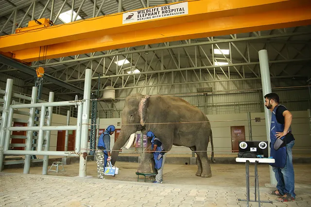 ଦେଶର ଏହି ସ୍ଥାନରେ ଅଛି ହାତୀଙ୍କ ପାଇଁ ଏକମାତ୍ର ଡାକ୍ତରଖାନା