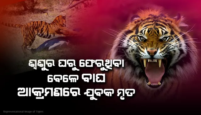 ବାଘ ଆକ୍ରମଣରେ ଦୁଇସାଙ୍ଗଙ୍କ ମୃତ୍ୟୁ, ଅନ୍ୟ ଜଣେ ଗଛ ଉପରେ ଚଢ଼ି ଯାଇ ବଞ୍ଚାଇଲେ ନିଜ ଜୀବନ