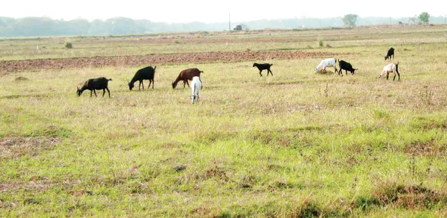 ବର୍ଷାର ଦେଖା ମିଳୁନି, କେନାଲରେ ପାଣି ଆସୁନି; ପାଣି ଢାଳି ଧାନତଳି ବଞ୍ଚାଉଛନ୍ତି ଚାଷୀ