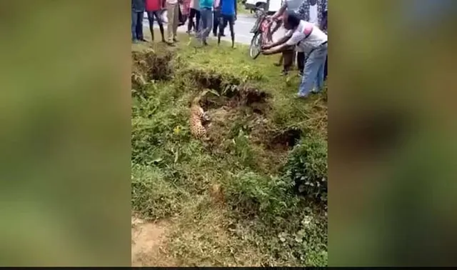 ଗାଢ଼ାରେ ପଡ଼ି ଯାଇଥିବା ବାଘର ଫଟୋ ଉଠାଇବା ଲୋକଙ୍କୁ ମହଙ୍ଗା ପଡ଼ିଲା