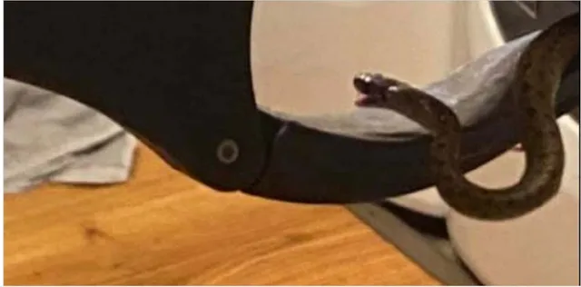 ରାତିରେ ମହିଳା ବିଶ୍ରାମ ନେବାକୁ ଗଲାବେଳେ ବିଛଣା ତଳୁ ବାହାରିଲେ ୧୮ଟି ସାପ