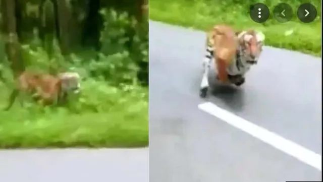 ବାଇକରେ ଯାଉଥିବା ବେଳେ ଆକ୍ରମଣ ପାଇଁ ଦୌଡ଼ାଇଥିଲା ବାଘ, ସୌଭାଗ୍ୟବଶତଃ ରକ୍ଷା ପାଇଗଲେ ଦୁଇ ବନଅଧିକାରୀ