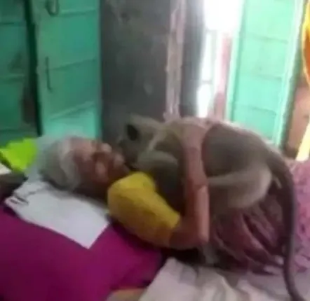 ପ୍ରତିଦିନ ଖାଇବାକୁ ଦେଉଥିବା ବୃଦ୍ଧା ଅସୁସ୍ଥ ହୋଇପଡ଼ିବା ପରେ ଦେଖିବାକୁ ଆସି ଆଲିଙ୍ଗନ କଲା ମାଙ୍କଡ଼