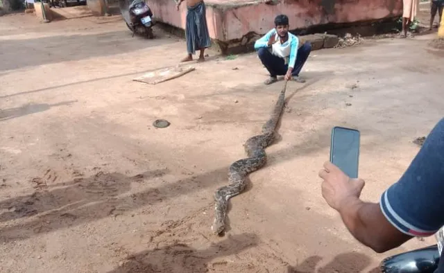 କୁମାରବସ୍ତରୁ ୧୨ ଫୁଟ ଦୀର୍ଘ ଅଜଗର ଉଦ୍ଧାର