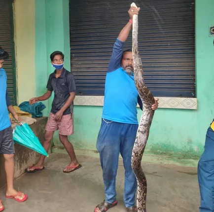 ୧୧ଫୁଟ ଲମ୍ବ ଅଜଗର ଉଦ୍ଧାର