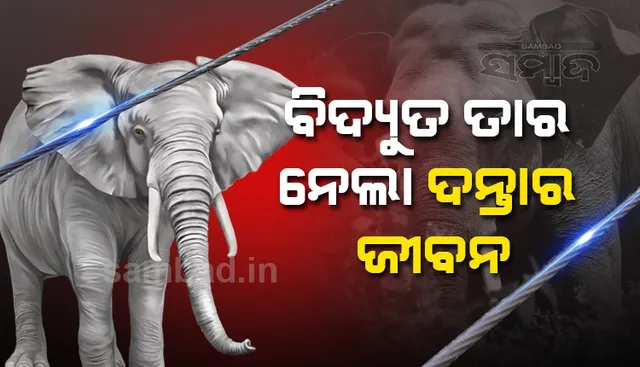 ବନ୍ତଳା ବନାଞ୍ଚଳରେ ଶିକାରୀ ସକ୍ରିୟ, ବିଦ୍ୟୁତ ଆଘାତରେ ଦନ୍ତାର ମୃତ୍ୟୁ