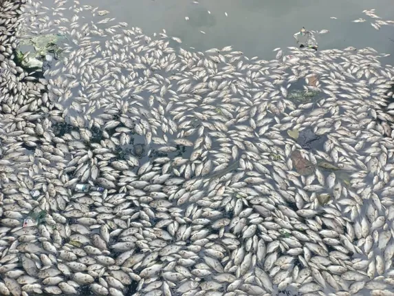 କୃଷ୍ଣନଗର ବନା ପୋଖରୀରେ ମାଛ ମଡ଼କ, ବିଷକ୍ରିୟା ସନ୍ଦେହ