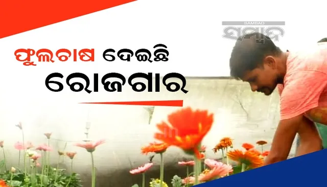 ଫୁଲଚାଷ: ନିଜେ ସ୍ବାବଲମ୍ବି ହୋଇ ନିଯୁକ୍ତି ସୁଯୋଗ ସୃଷ୍ଟି କରିଛନ୍ତି ଲୋଟନ୍ 