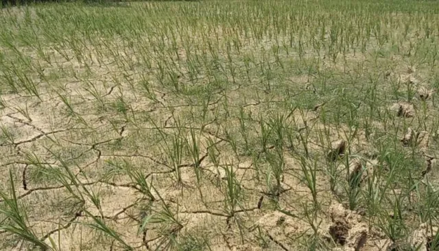 ରାଜ୍ୟରେ ୨୫ ବର୍ଷରେ ୯ ଥର ମରୁଡ଼ି