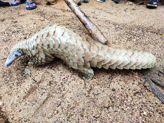 ନିର୍ମାଣାଧୀନ କୋଠାରୁ ବଜ୍ରକାପ୍ତା ଉଦ୍ଧାର