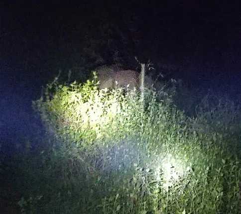 ଗ୍ରାମ ଭିତରକୁ ଚାଲିଆସିଲେ ହାତୀ