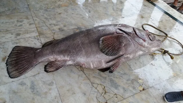 ଜାଲରେ ପଡ଼ିଲା ବିରଳ କୈବଲ୍ୟ ମାଛ; ଓଜନ ଦେଢ଼ କୁଇଣ୍ଟାଲ, ୩୫ ହଜାର ଟଙ୍କାରେ ନିଲାମ