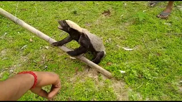 ବିରଳ ପ୍ରଜାତିର ହନି ବ୍ୟାଜର୍ ଉଦ୍ଧାର