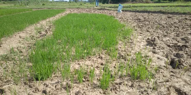 ବର୍ଷା ଅଭାବ ରୋକିଛି ରୁଆ, ତଳିରେ ମାଡିଲାଣି ମସିହା ରୋଗ