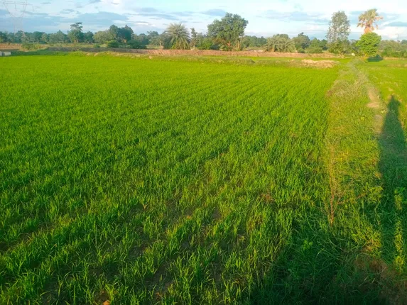 କଳାହାଣ୍ଡି: ବର୍ଷା ଅଭାବ, ଚାଷ ଠପ୍