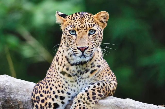 ନାହିଁ ସୁରକ୍ଷା ବଳୟ, ଅସୁରକ୍ଷିତ ବନ୍ୟପ୍ରାଣୀ