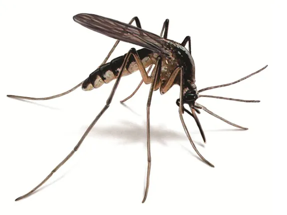 ବସ୍ତି ଅପେକ୍ଷା ସମ୍ଭ୍ରାନ୍ତ ଅଂଚଳରେ ଅଧିକ ବ୍ୟାପୁଛି ଡେଙ୍ଗୁ: ଡିଏମ୍‌ଇଟି