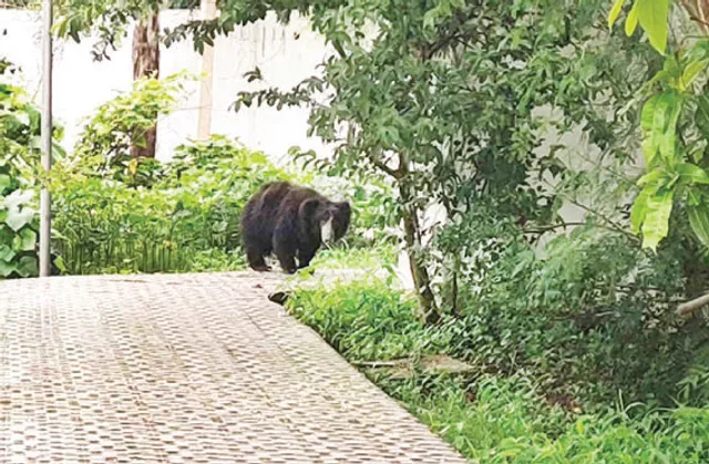 ନୂଆପଡ଼ା ଜିଲ୍ଲାପାଳଙ୍କ ବାସଭବନରେ ଭାଲୁ