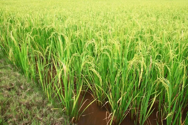 ଧାନ ଉତ୍ପାଦନ ୩୫% ହ୍ରାସ ଆଶଙ୍କା