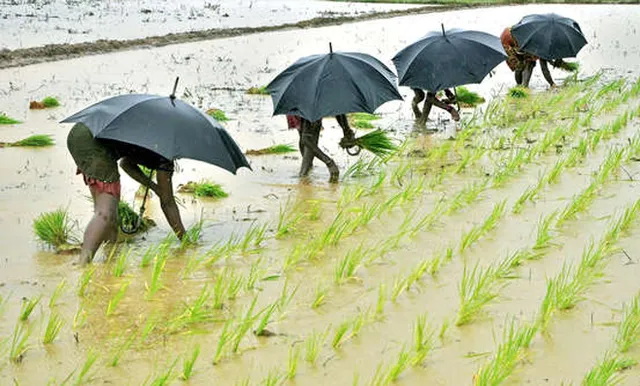ଚାଷୀଙ୍କ ପାଇଁ ଖୁସି ଖବର: ଲଘୁଚାପ ଆଣିବ ବର୍ଷା, ଚତୁର୍ଥ ସପ୍ତାହରୁ ସକ୍ରିୟ ହେବ ମୌସୁମୀ