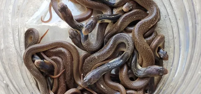 କୂଅରୁ ୧୫ ନାଗ ସାପ ଛୁଆ ଉଦ୍ଧାର