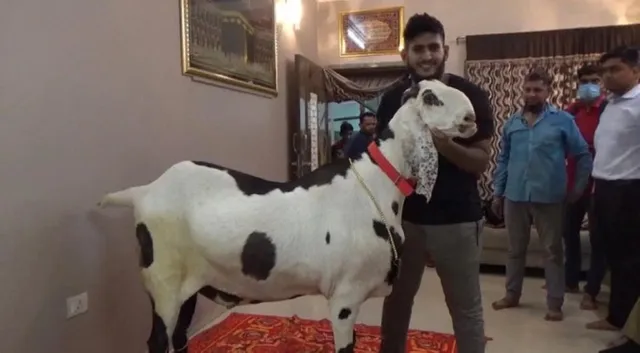 ୧୧ ଲକ୍ଷର ଛେଳି ଖାଉଛି କାଜୁ ଓ ବାଦାମ