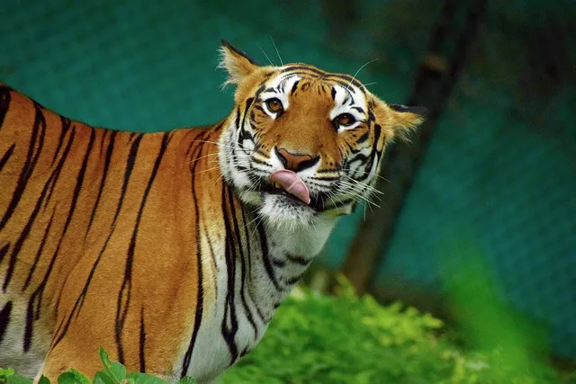 ବ୍ୟାଘ୍ର ସଂରକ୍ଷଣ ପାଇଁ ଭାରତର ୧୪ଟି ବ୍ୟାଘ୍ର ଅଭୟାରଣ୍ୟ ପାଇଲା ବୈଶ୍ବିକ ସ୍ବୀକୃତି