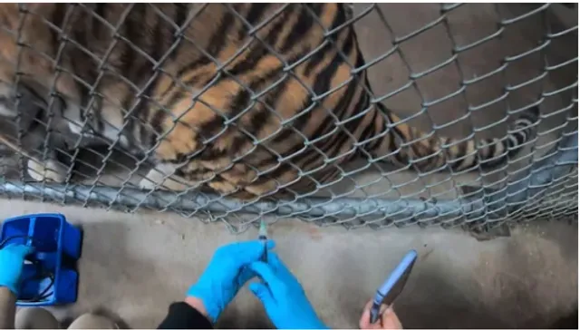 ପଶୁମାନଙ୍କୁ ଟିକା ଦେବା ଆରମ୍ଭ କଲା ଆମେରିକା