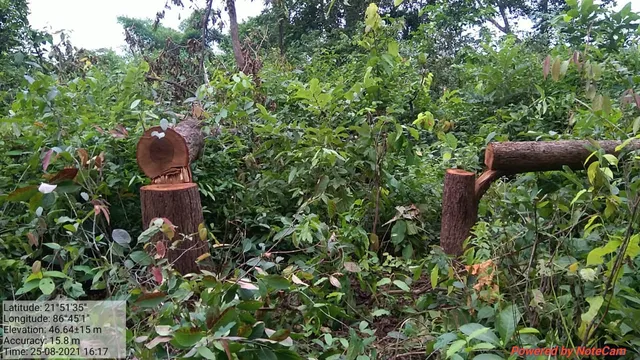 ଖେଳ ପଡ଼ିଆ ପାଇଁ ବଳିପଡିଲା ଶାଳଗଛ, ସବୁ ଜାଣି ମଧ୍ୟ ଅଜଣା ବନ ବିଭାଗ 