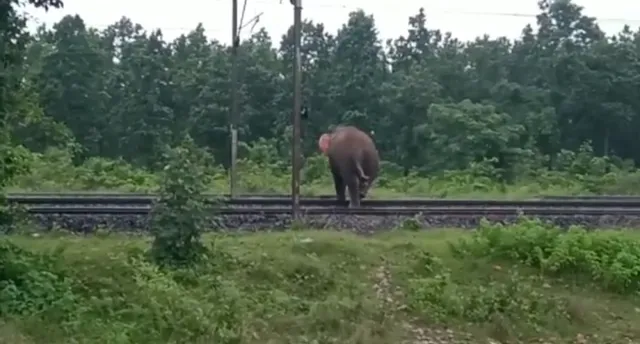 ରେଳ ଲାଇନ ପାଲଟିଛି ହାତୀ କରିଡର୍‌; କେତେ ସଜାଗ ବନ ବିଭାଗ?