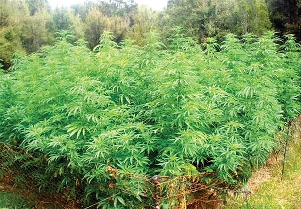 ପଲ୍ଲୀରୁ ମହାନଗର ପର୍ଯ୍ୟନ୍ତ ସବୁଜଜହର ବ୍ୟବସାୟର ଲମ୍ବିଛି ଚେର: ଯୁବବର୍ଗ ସାଜିଛନ୍ତି ଚାଳାଣକାରୀ ଓ ନିଶାଡ଼ି