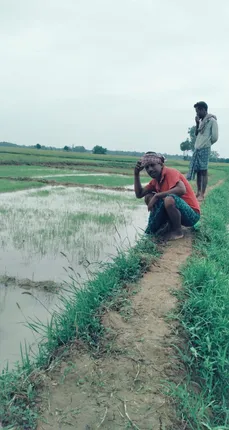 ମୁଣ୍ଡରେ ହାତ ଦେଇ ବସିଛି ଚାଷୀ: ବର୍ଷା ନାହିଁ କି ସାର ଯୋଗାଣ ହେଉନି