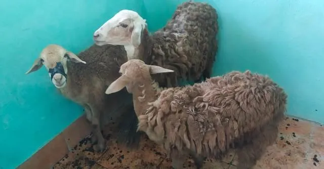 ପୁଲିସ ହାବୁଡ଼ରେ ୨ ମେଣ୍ଢା ଚୋର, ୩ ମେଣ୍ଢା ଉଦ୍ଧାର