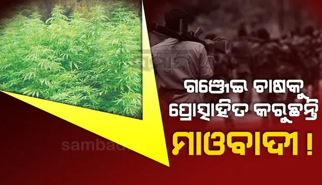 ମାଫିଆଙ୍କ ଭୂସ୍ବର୍ଗ ଫିରିଙ୍ଗିଆ ବ୍ଲକ୍‌, ମାଓ ଦମନ ଓ ଗଞ୍ଜେଇ ପୁଲିସ ପାଇଁ ଆହ୍ବାନ