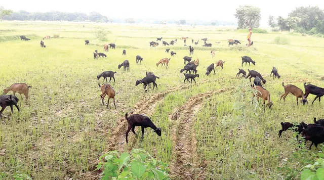 ଗୃହରେ ପୁଣି ମରୁଡ଼ି ତାତି