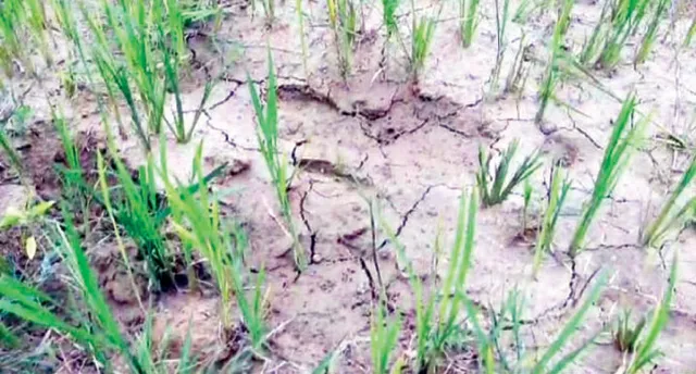 ରେଙ୍ଗାଳି ଶାଖା କେନାଲ ପାଲଟିଛି ଦୁଃଖ: ୧୨ ବର୍ଷ ପରେ ବି ଜମିରେ ମାଡ଼ିଲାନି ପାଣି