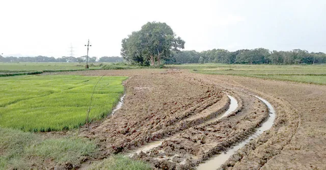 ଅନିୟମିତ ବର୍ଷା, ଜମି ଶୁଷ୍କ: ନୟାଗଡ଼ ଜିଲ୍ଲାରେ ପଛେଇଲାଣି ଚାଷ କାର୍ଯ୍ୟ, ଚିନ୍ତାରେ ଚାଷୀ