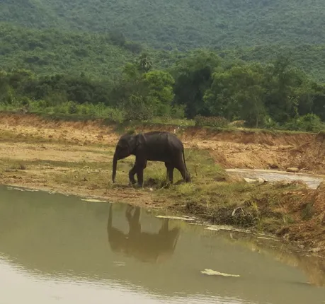 ମହୀଧରପୁର ଗ୍ରାମ ପାଳ ବନ୍ଧରେ ଗୋଟିଏ ହାତୀ ଛୁଆ