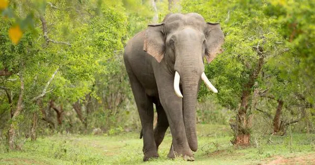 ହାତୀ ଆକ୍ରମଣରେ ବୃଦ୍ଧ ମୃତ